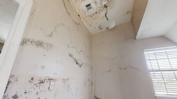 Best Forensic Mold Investigation  in Roscoe, TX