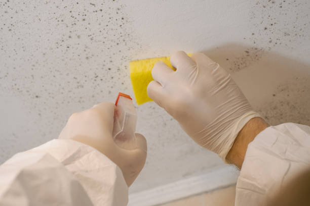 Best Air Quality Testing for Mold Spores  in Roscoe, TX