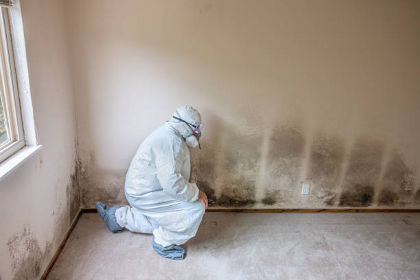 Best Mold Prevention Services  in Roscoe, TX